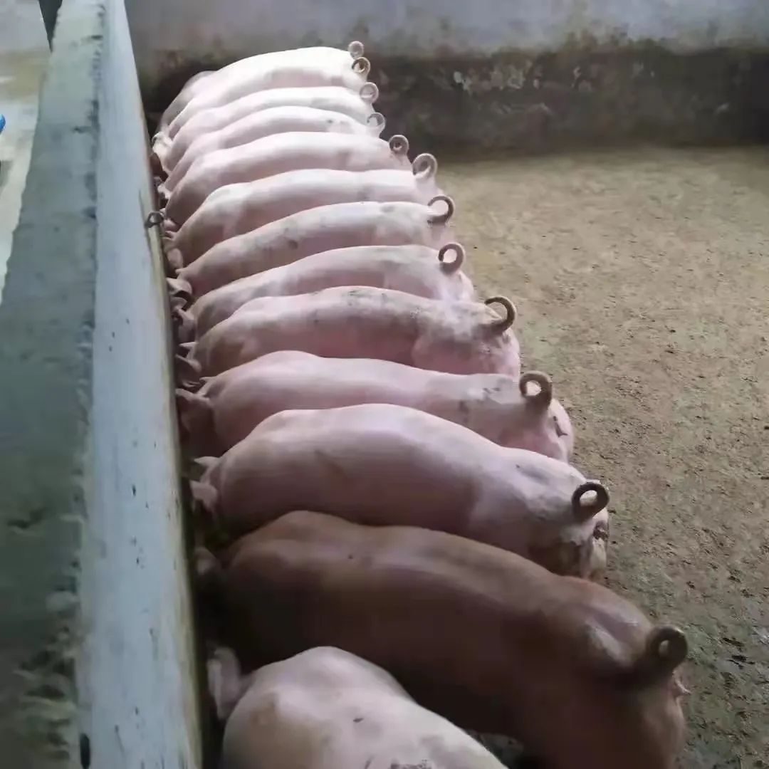 普旺獸藥廠家母豬保養(yǎng)