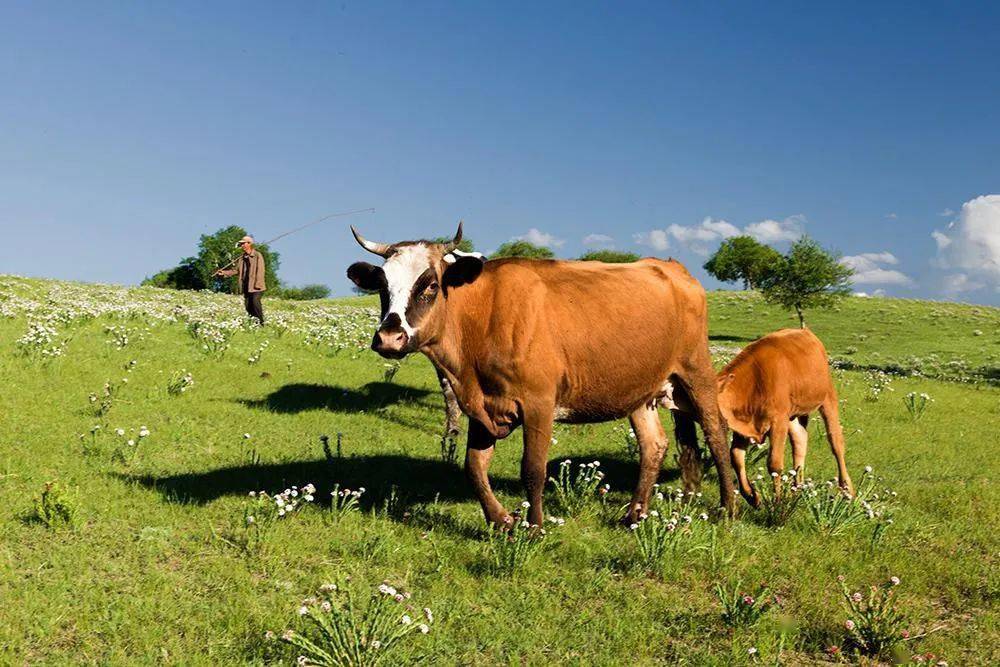 普旺獸藥 養(yǎng)牛補貼